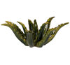 Picture of Agave green olives press