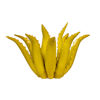 Picture of Agave arabic yellow