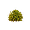 Picture of Sea urchin green olives press
