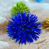 Picture of Sea urchin blue diamond