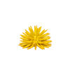 Picture of Sea urchin yellow arabic