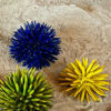 Picture of Sea urchin yellow arabic