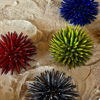 Picture of Sea urchin red volcan