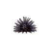 Picture of Sea urchin blue diamond