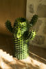 Immagine di Cactus verde frantoio