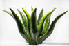 Immagine di Agave verde frantoio