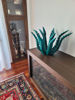 Picture of Agave green Lampedusa