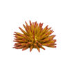 Picture of Sea urchin yellow red