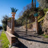 Immagine di Agave verde Lampedusa