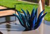 Picture of Agave blue green 