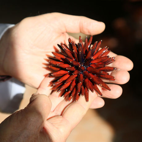 Picture of Sea urchin red volcan