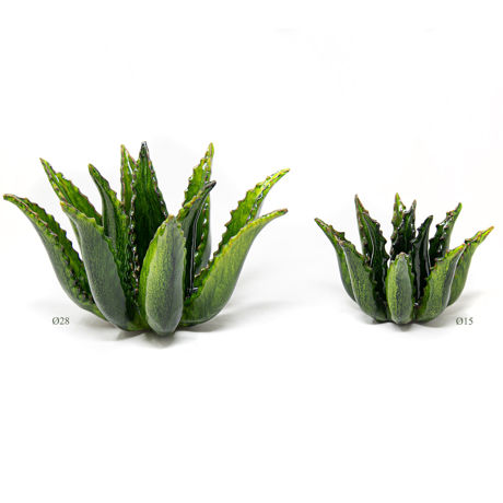 Immagine di Agave verde frantoio