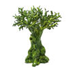 Immagine di Albero  d'ulivo verde frantoio