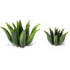 Immagine di Agave verde frantoio